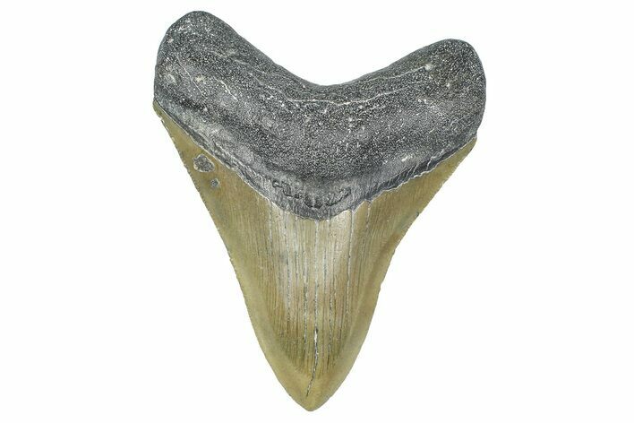 Fossil Megalodon Tooth - North Carolina #358941